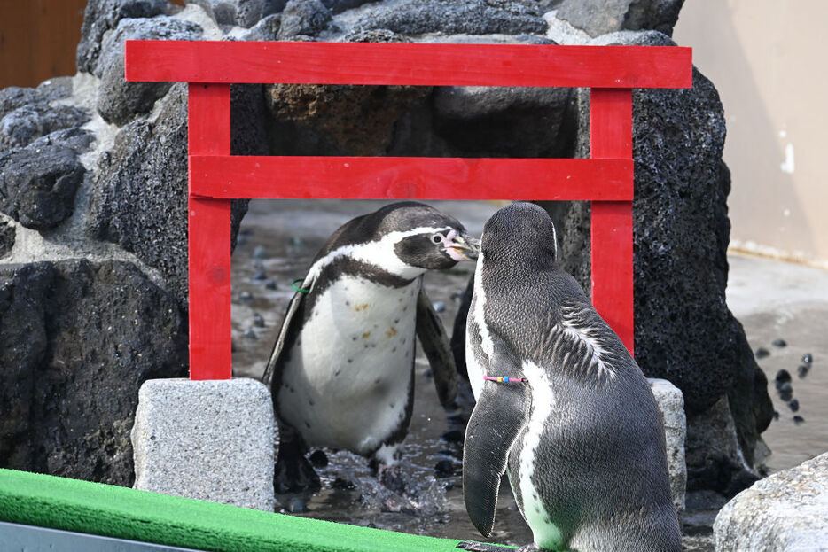 鳥居をくぐるペンギン。足音まで愛くるしい＝下田市の下田海中水族館