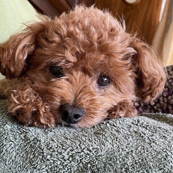 犬がウンチを食べるのをやめさせたい！ 犬の食糞症で考えられる病気と対処法 いぬのきもち