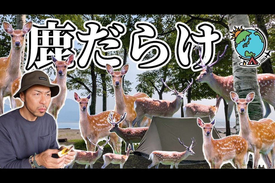 支笏湖畔で鹿たちに囲まれながらソロキャンプを楽しむゆうさん