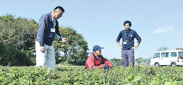 チョロギを栽培する畑で、生育状況を確認する松尾さん（中）と後藤係長（右）、JA職員（大分市で）