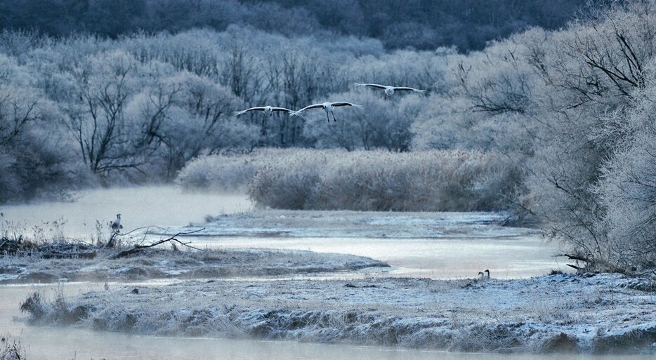 国の特別天然記念物に指定されているタンチョウがねぐらにする雪裡（せつり）川＝北海道鶴居村で２０２４年１２月１３日午前６時４３分、貝塚太一撮影