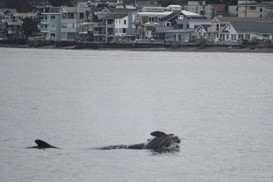 死んだ子を運ぶシャチ＝１日、米西部ワシントン州シアトル沖（米海洋大気局提供）（ＡＦＰ時事）