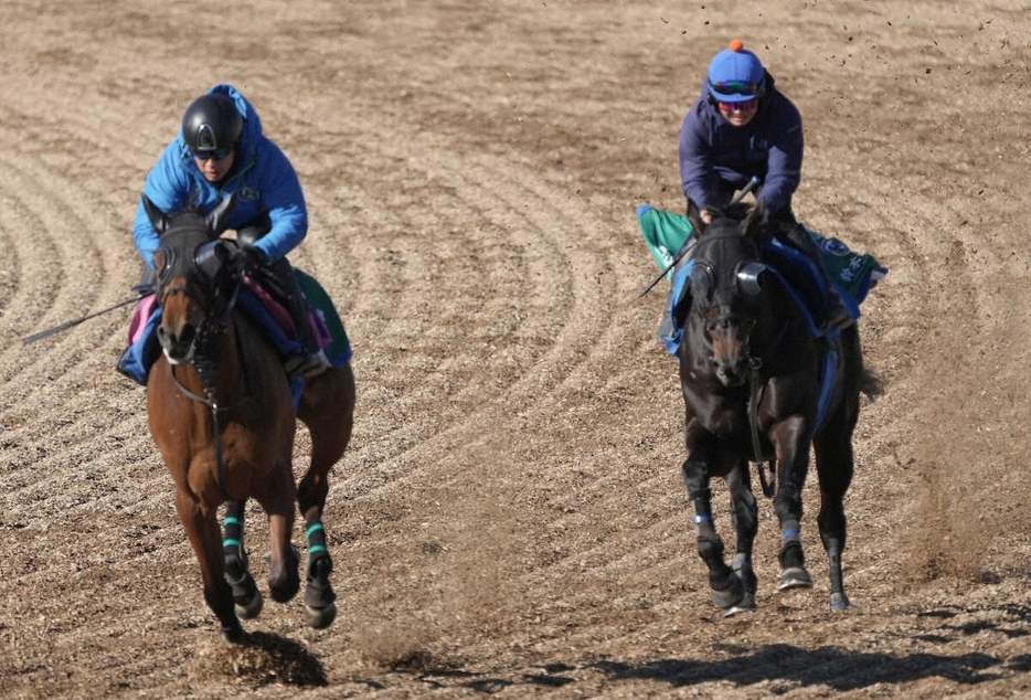 ＜京都金杯＞ウッドチップコース、併せ馬で追い切るゴールデンシロップ（右）（撮影・郡司　修）