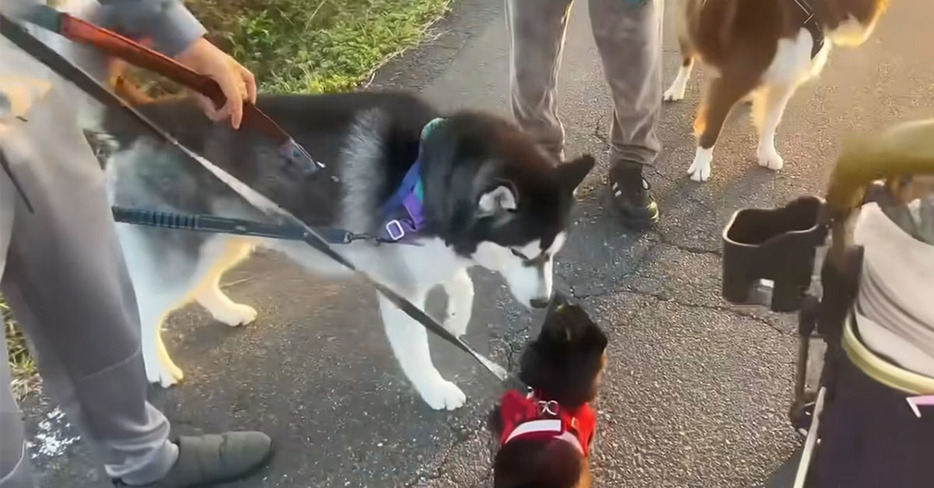 小型犬だと思い込むハスキーと、大型犬だと思い込む小型犬が出会ったら……