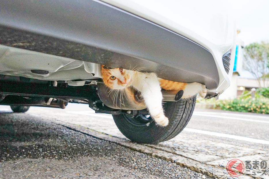 雨風をしのぐため、猫などがクルマの下に潜り込むケースも…［画像はイメージです］