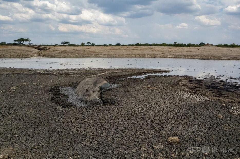 ジンバブエのハワンゲ国立公園で、干上がりつつある水飲み場の泥にはまったカバ（資料写真、2019年11月12日撮影）。【翻訳編集】 AFPBB News