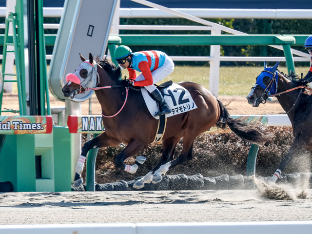 中山3R新馬戦を制したタマモトリノ(撮影：下野雄規)