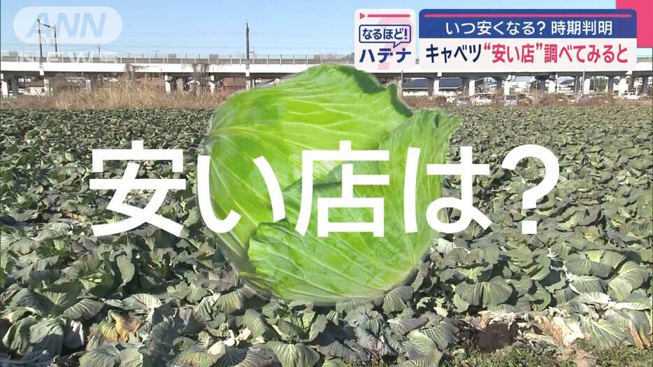 高騰キャベツ　いつ安くなる？　調べてみた“安い店”