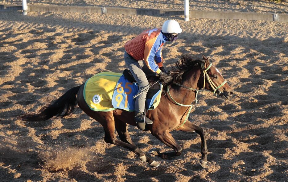 馬トク激走馬に算出されたイサチルシーサイド（カメラ・荒牧　徹）