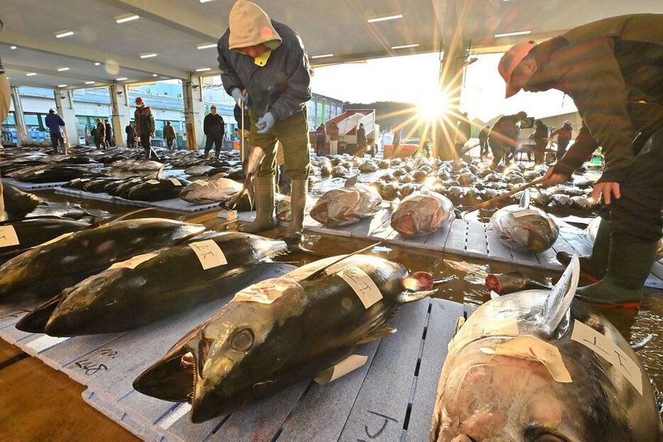 マグロの初市で活気づく勝浦地方卸売市場（４日、和歌山県那智勝浦町で）