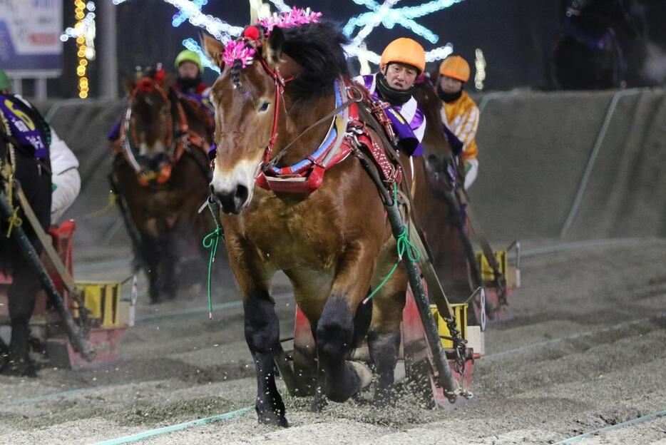 天馬賞を制し、4歳路線3冠制覇を達成したタカラキングダム（写真提供・ばんえい十勝）