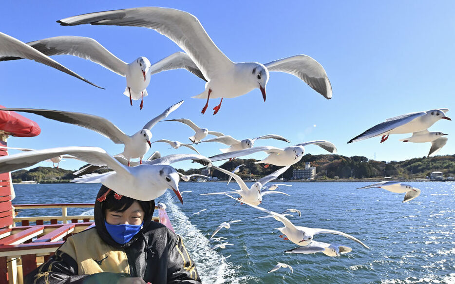 浜名湖遊覧船に飛来するユリカモメ＝浜松市中央区