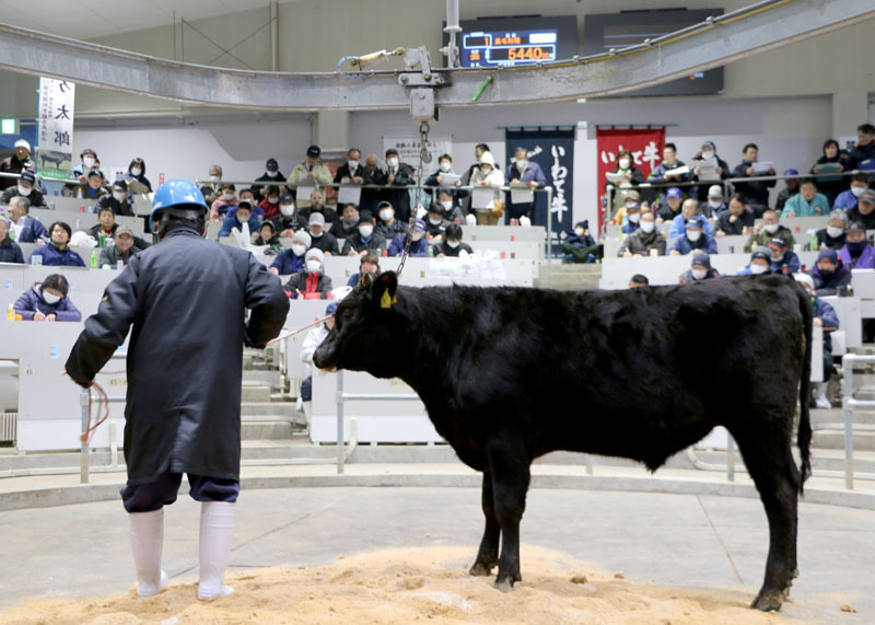 胆江、気仙両地方から184頭が上場して行われた初競り