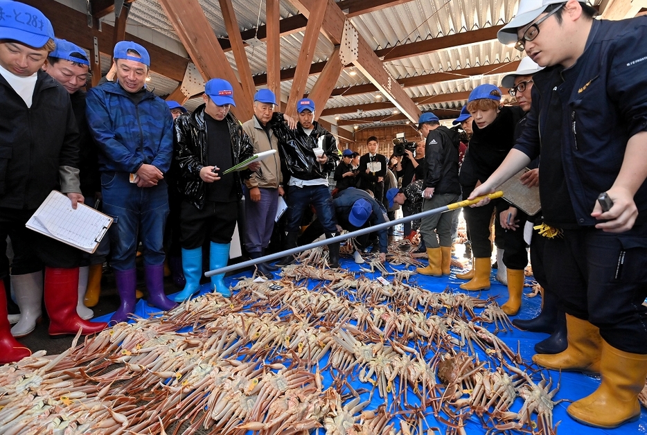 水揚げされたばかりの越前がにを競り落とす仲買人ら＝2024年11月8日、福井県越前町の越前漁港