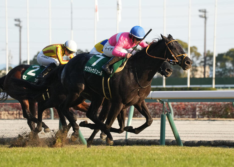 京都金杯を制したサクラトゥジュール（撮影・森本幸一）