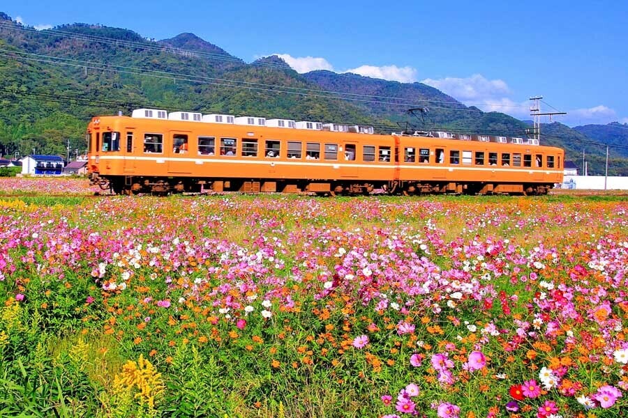 旅情を彷彿とさせる電車と一面の秋桜畑（画像：写真AC）