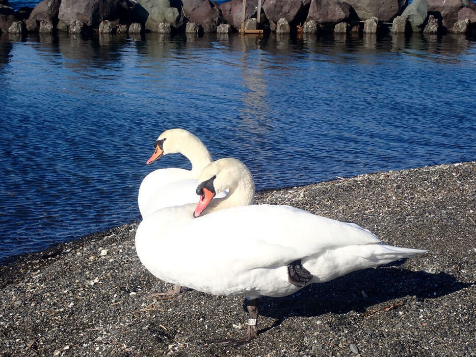 清水港に現れた2羽のコブハクチョウ＝2024年12月21日、静岡市清水区三保の三保マリーナ（野口文隆さん提供）