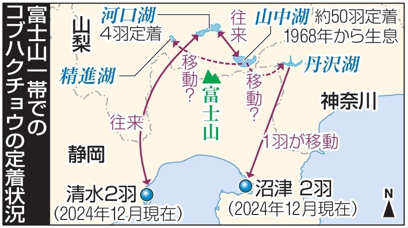 富士山一帯でのコブハクチョウの定着状況