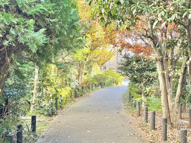 初冬で葉が落ちる直前の緑道