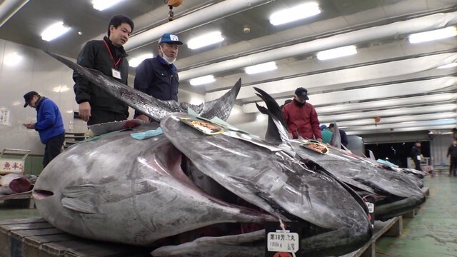 新春恒例のマグロの初競り