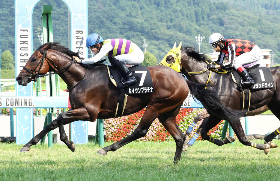 白河特別を制したセイウンプラチナ（2023年7月23日撮影）