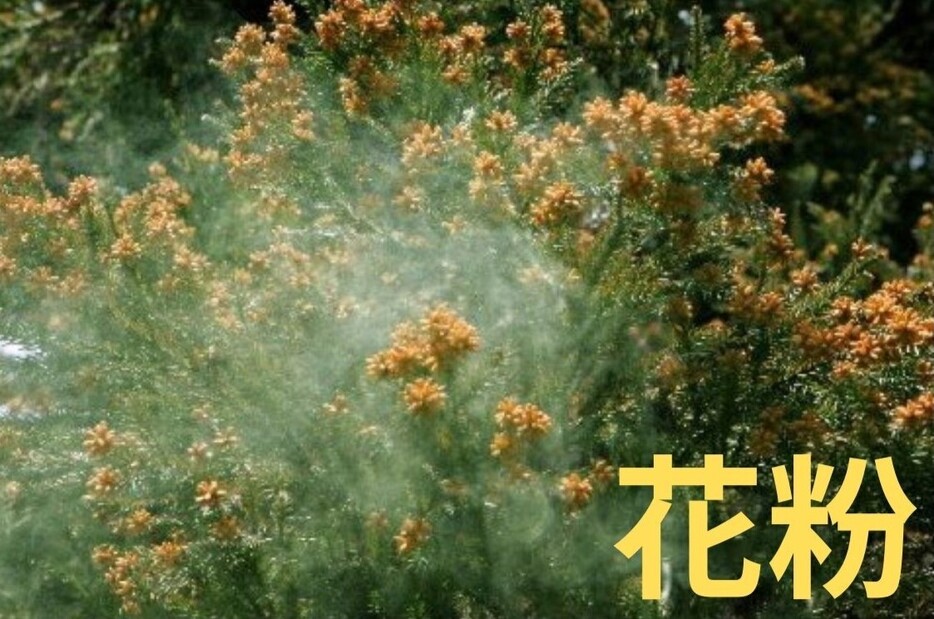 花粉