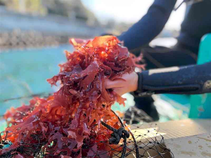 グッドシーが天草市の深海町沖で栽培したトサカノリ（同法人提供）