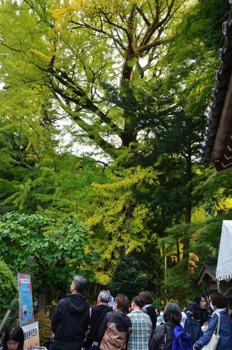 黄色く色づくお葉付きイチョウと大勢の参拝者