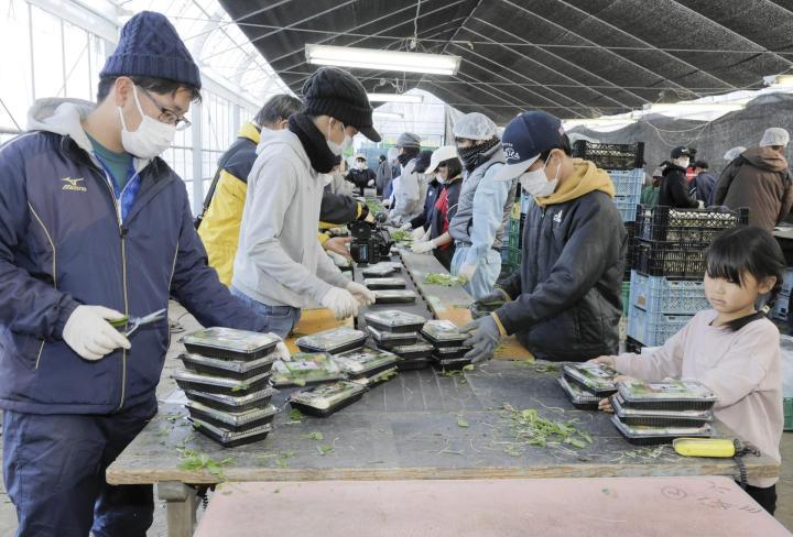 西条市特産「春の七草」のパック詰めが進む作業場＝2日午後、同市坂元