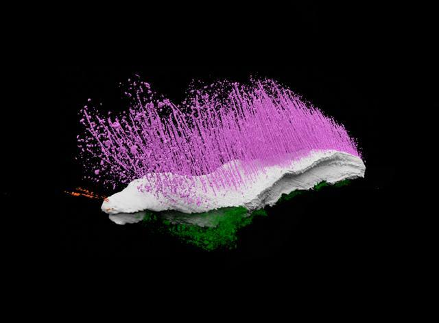 Punk feroxの復元イメージ図=Sutton et al. Nature(2025)