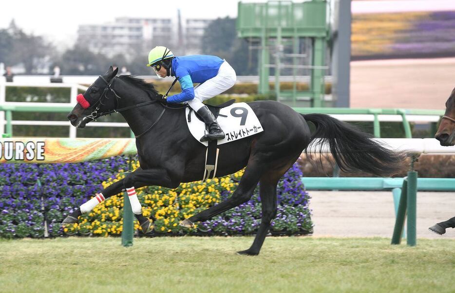 新馬戦を制したストレイトトーカー（撮影・菅原和彦）