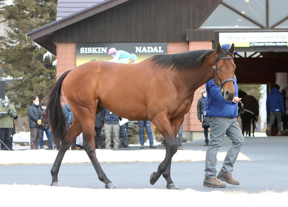 種牡馬のナダル（2021年2月9日撮影）