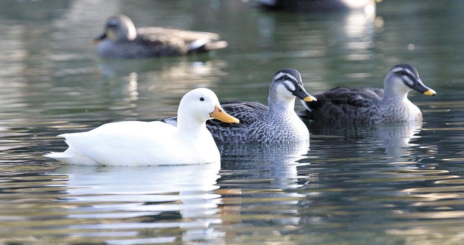 池にいる白いカルガモと、通常の黒褐色のカルガモ（5日、あがたの森公園）