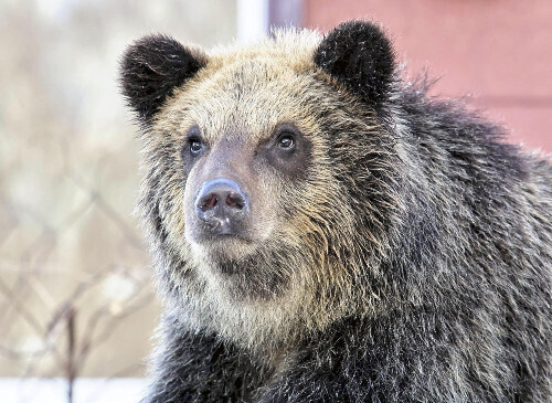 ヒグマ（北海道登別市ののぼりべつクマ牧場で）