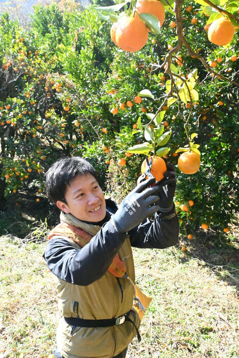 栄久ぽんかんの生育調査をする土屋さん＝松崎町那賀の三余農園