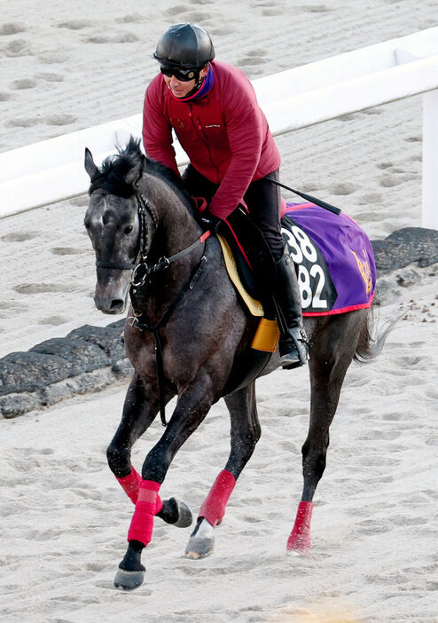 ２連勝での重賞初制覇を目指すミニトランザット