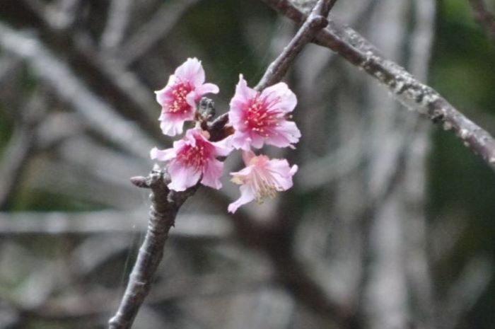 末吉公園内で開花したヒカンザクラ＝5日（沖縄気象台提供）