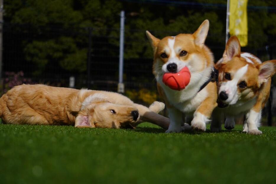 ドッグランで遊ぶ犬（写真提供＝WAN2）