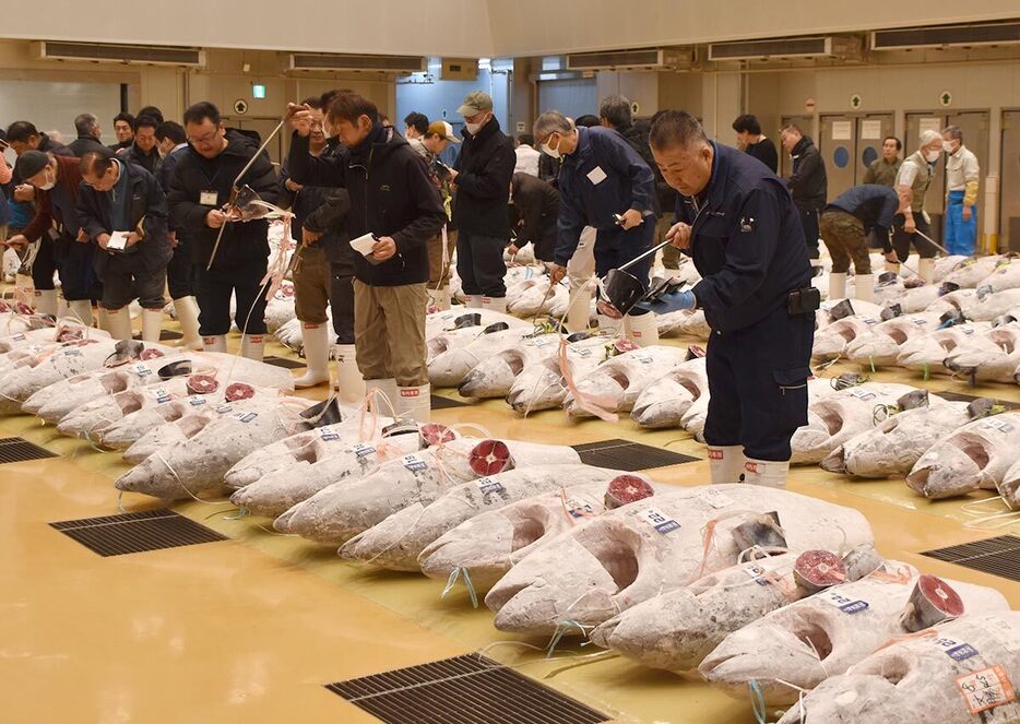 世界各地の海から集まった冷凍マグロが並ぶ初取引会場＝４日午前８時半ごろ、三浦市三崎の市低温卸売市場