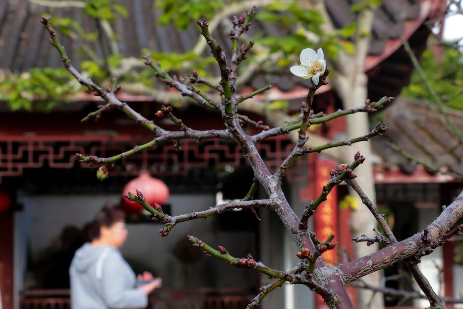 開花したウメ＝7日、那覇市久米の福州園（大城直也撮影）