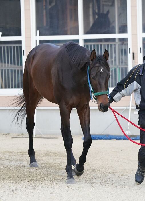 マイネルチケット＝栗東トレセン（撮影・岩川晋也）