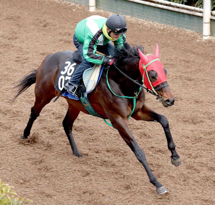 坂路で追い切ったマイネルチケット