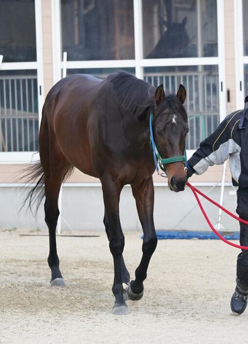 マイネルチケット＝栗東トレセン（撮影・岩川晋也）