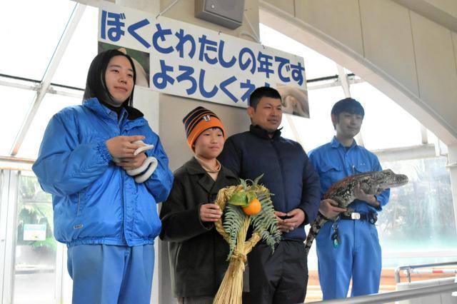 辰から巳への「干支送り」。巳はコーンスネーク、辰に見立てたワニはぬいぐるみが参加した=2024年12月28日午前11時41分、愛媛県立とべ動物園、宮沢崇志撮影