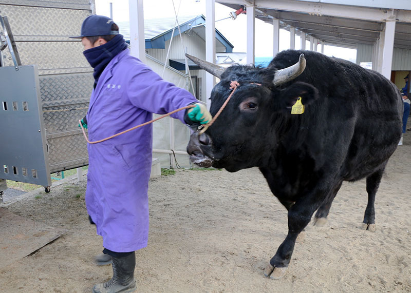 東京食肉市場に向かうトラックに積み込まれる肉牛