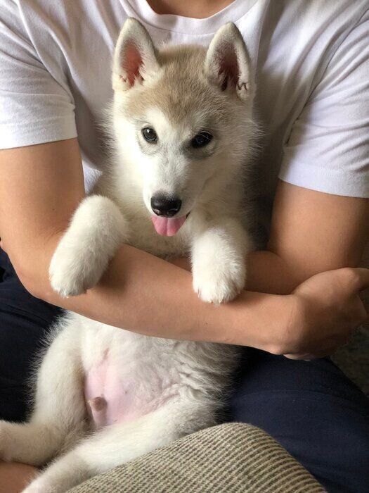 子犬時代のむっくくん　かわいすぎる