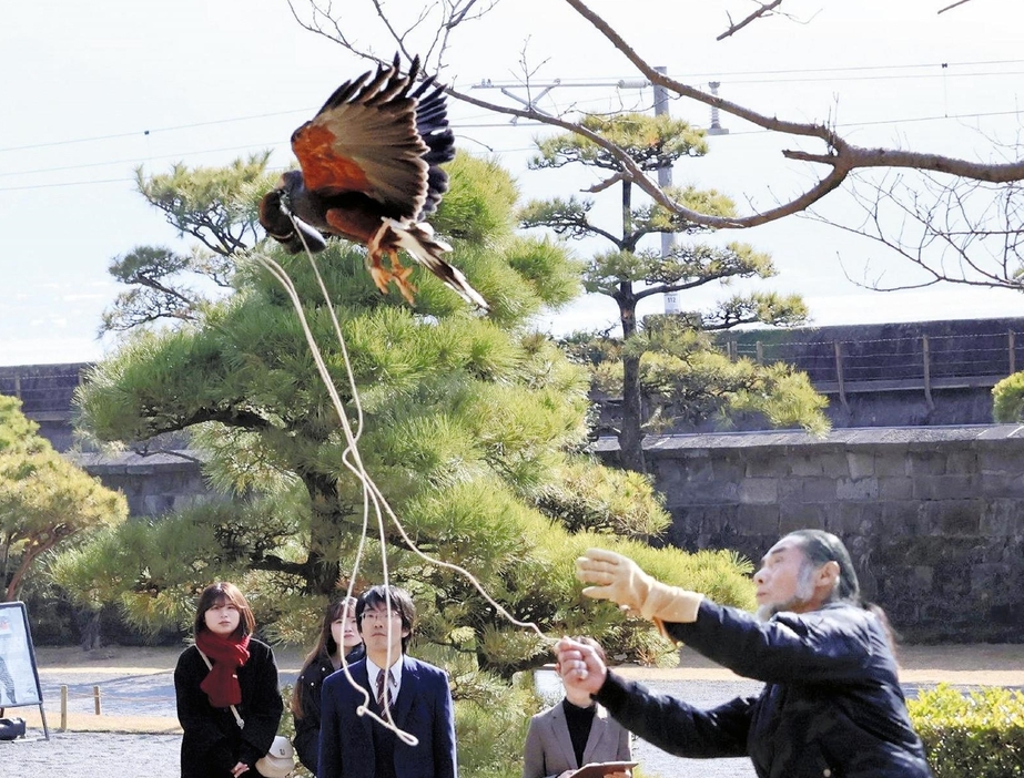 鷹狩を披露する麓さんと紅姫