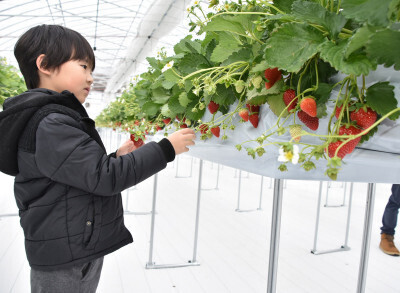 ４日に本格オープンするイチゴの収穫体験の様子