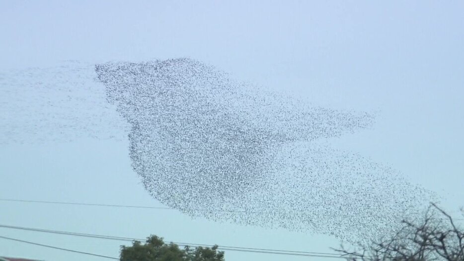 【画像】カモの大群は絶滅危惧種の可能性