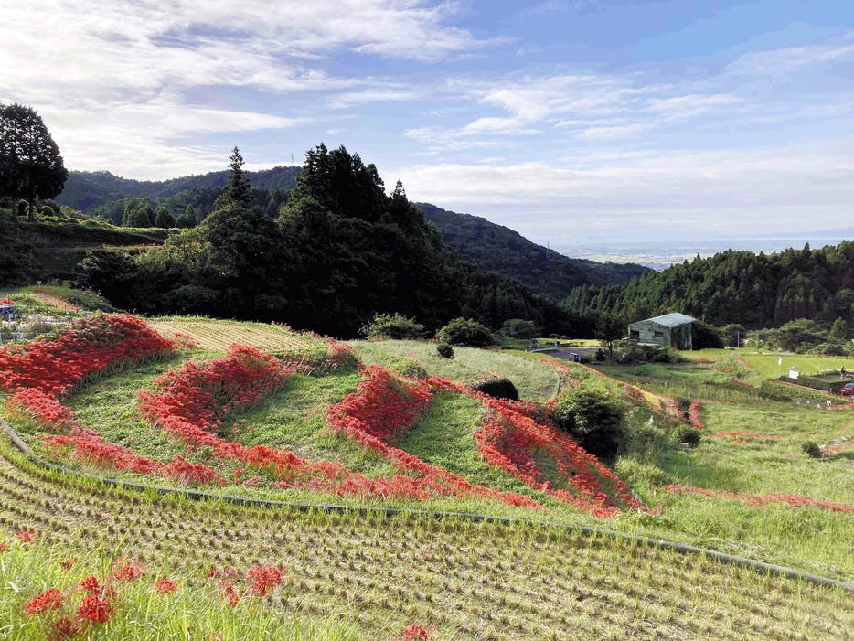 あぜ道に彼岸花が咲く江里山地区の棚田（田中さん提供）